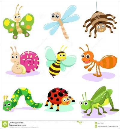 Comment appelle-t-on les insectes ayant des poils sur leurs ailes ?