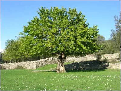Grand fabuliste, poète, conteur ou encore dramaturge du XVIIe siècle, les enfants apprennent par cur certaines de ses uvres à l'école. Né à Château-Thierry, c'est un proche de Nicolas Fouquet. Qui est-ce ?