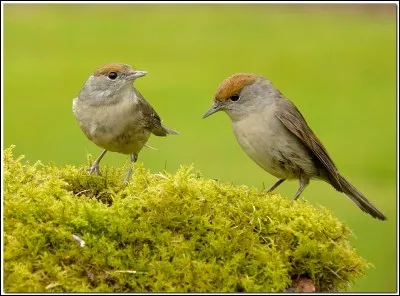 Partition de la fauvette toute de finesse et d'harmonie.