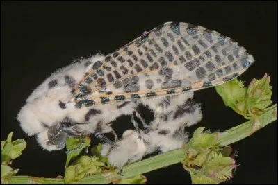 Papillon aux ailes blanches tachetées de noir affectionnant la nuit.