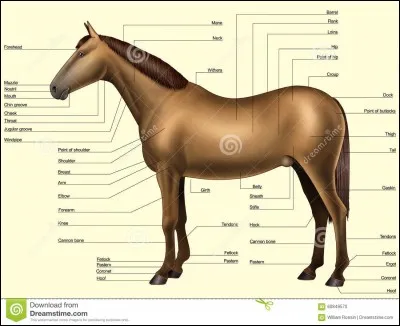Quelle est la partie du corps du cheval qui n'existe pas ?