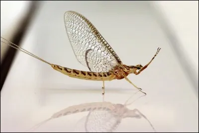 Quelle est la durée de vie moyenne des 'éphémères', petits insectes ailés ?