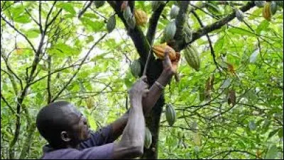 Quels sont les mois de récolte du cacao à Madagascar ?