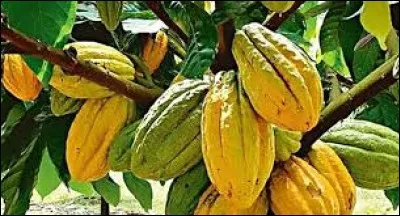 Quels sont les noms donnés à l'arbre qui fournit le cacao ?