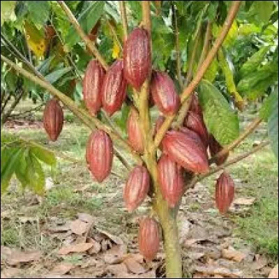 De quel continent le cacao est-il originaire ?