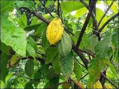 Le cacao est un antidépresseur.