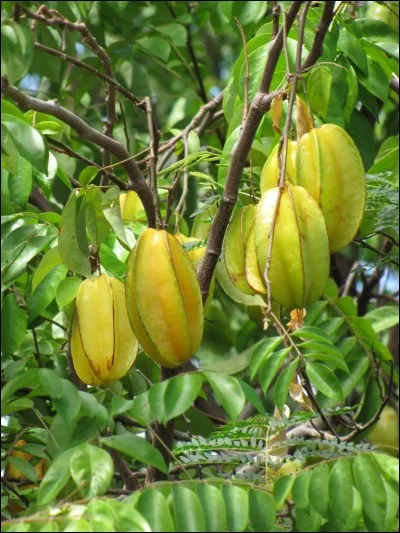 Le carambolier est un arbre des régions tropicales, originaire d'Asie.