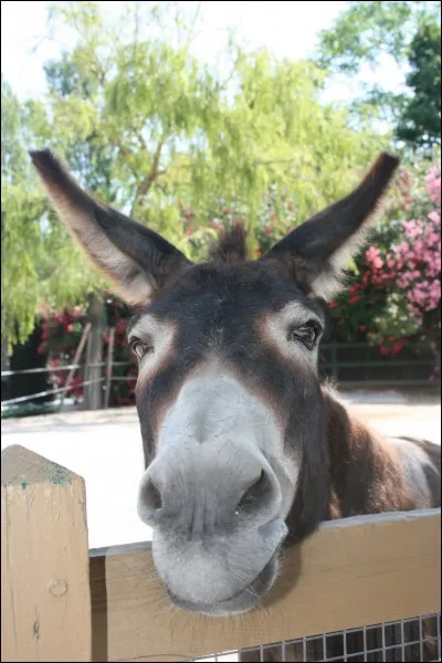 Etre ...comme un âne qui recule !