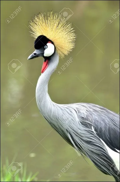 Faire le ... de grue !