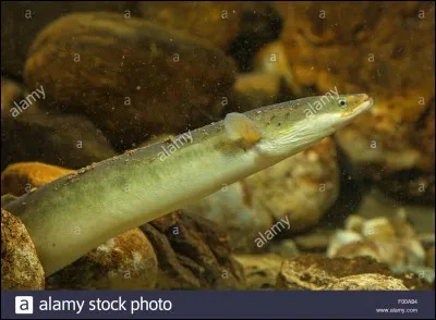 Il y a anguille sous ... !