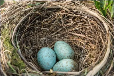 Fautes de .... on mange des ... !