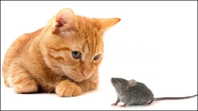 C'est le ... d'une souris dans ... d'un chat !