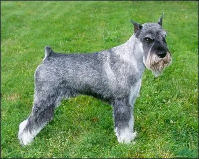 De quel pays le Schnauzer géant vient-il ?
