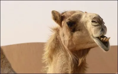 Qu'est-ce qui a trois bosses ?