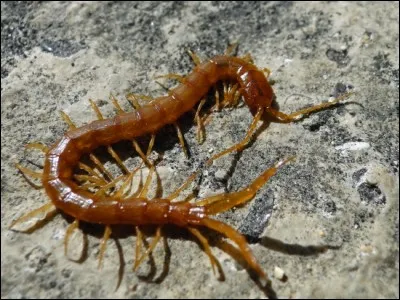 Quelle est la différence entre un rhinocéros et un mille-pattes ?