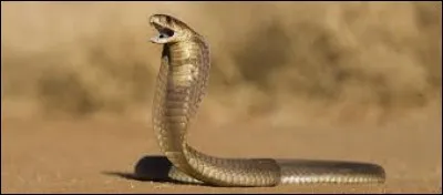 Qui ne sait pas parler Fourchelang ?