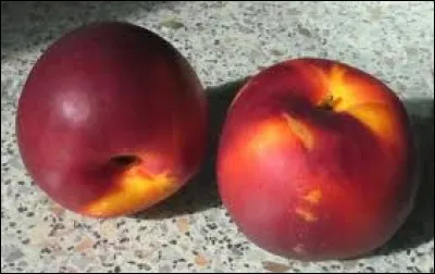 Petit poisson d'eau douce dont les écailles sont argentées.