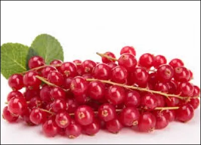 La chenille de ce papillon est nuisible aux groseilliers.