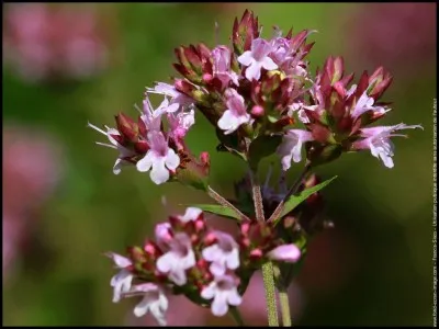 Quelle est cette fleur ?