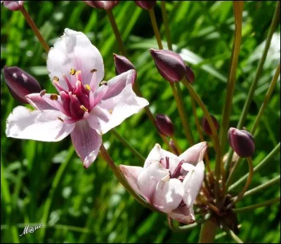 Quelle est cette fleur ?