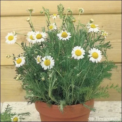 Quelle est cette fleur ?