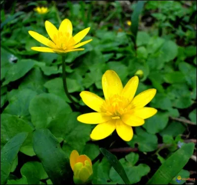 Quelle est cette fleur ?