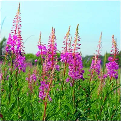 Quelle est cette fleur ?