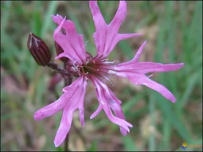 Quelle est cette fleur ?