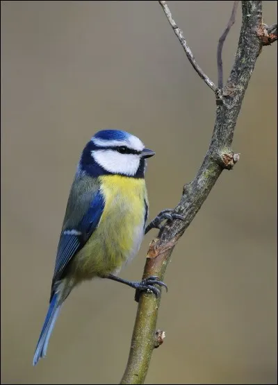 Le calao terrestre d'Abyssinie est un oiseau :