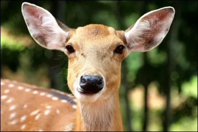 Quelle vitesse l'&eacute;meu peut-il atteindre lorsqu'il court ?
