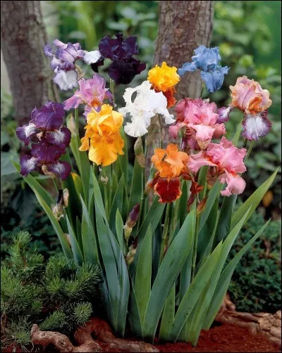 Dieu à double vie, c'est...