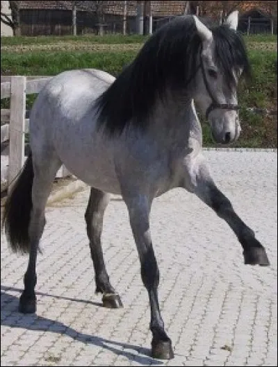 Le pur-sang espagnol est...