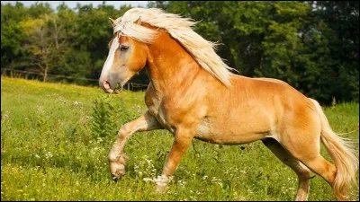 Le haflinger est...