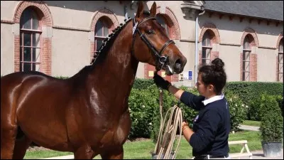 Le selle français est...
