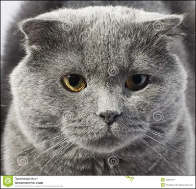 Quel est le nom de son chat ?