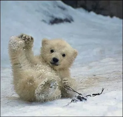 De quelle couleur est 'Petit Ours' dans une série de petites histoires illustrées ?