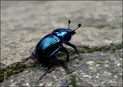 Dans quelle série, le héros est surnommé 'Petit Scarabée' ?