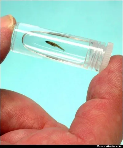 'Petit poisson deviendra grand pourvu que Dieu lui prête vie' est un vers de quelle fable de Jean de la Fontaine ?