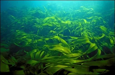 Quand vous dites "je vais pécher au scoubidou", vous allez rentrer avec...