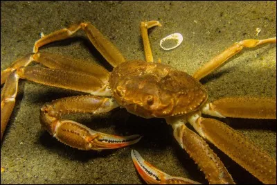 Quand dit-on d'un crabe qu'il est "gainé" ?
