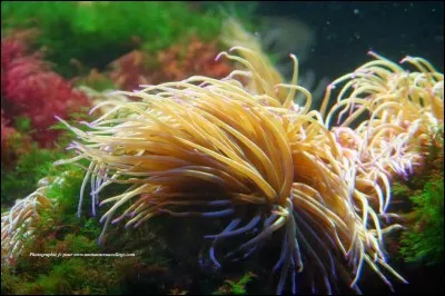 Comment l'anémone de mer paralyse-t-elle ses proies ?