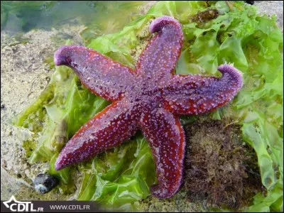 Qu'arrive-t-il à une étoile de mer lorsqu'elle perd un bras ?