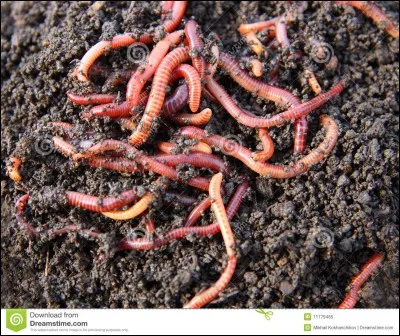 ''Vers de terre'' - Qu'en dis-tu ?