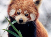 Quiz Connais-tu assez bien le panda roux ?