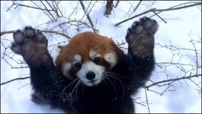 Le panda roux a des griffes de raton laveur.