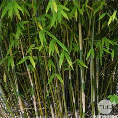 Le panda roux ne mange pas que du bambou ! Selon la saison, le panda roux mange aussi des fruits, des herbes, des ufs et des oisillons.