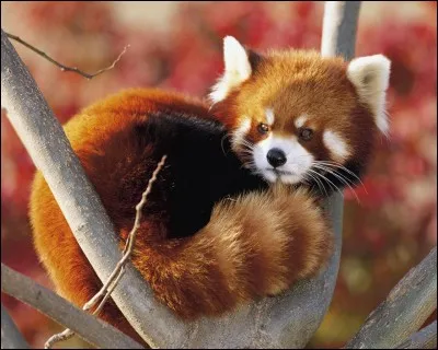 La queue du panda roux peut atteindre 50 cm de long.