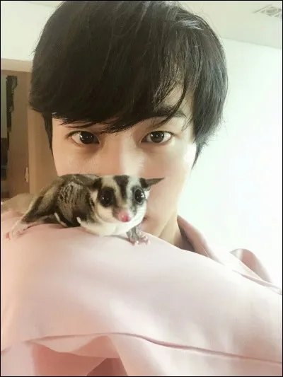 Comment s'appelle les phalangers volants de Jin ? (Sugar gliders)