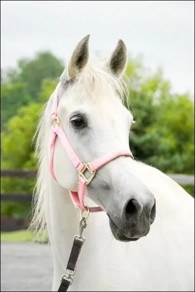 Qui est en réalité le cheval fantôme ?