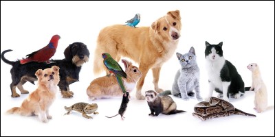 Quels animaux de compagnie préfères-tu ?
